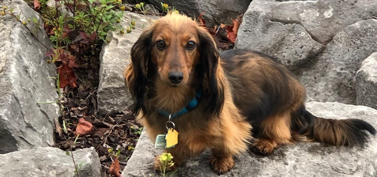 Marabella Dachshunds 2024 leadctr
