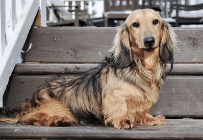 marabella dachshunds