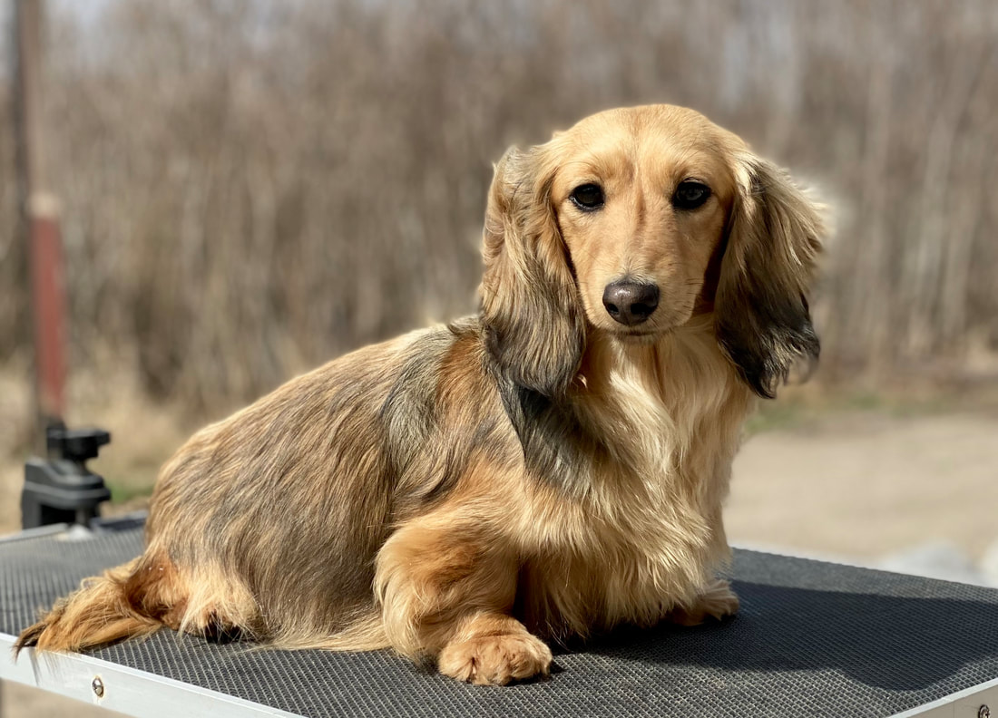 🐝🐝🐝 #amberheard #italiangreyhound #dachshund