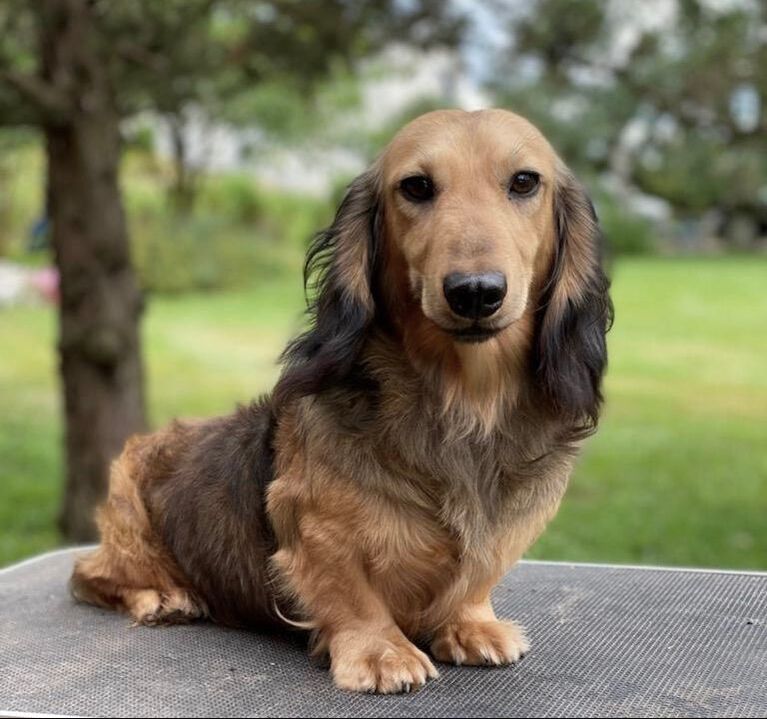 Red sable long haired mini dachshund cheap