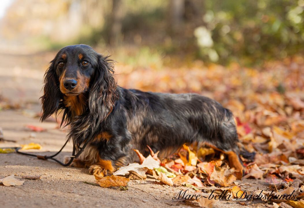 Black and tan dapple long haired dachshund shop