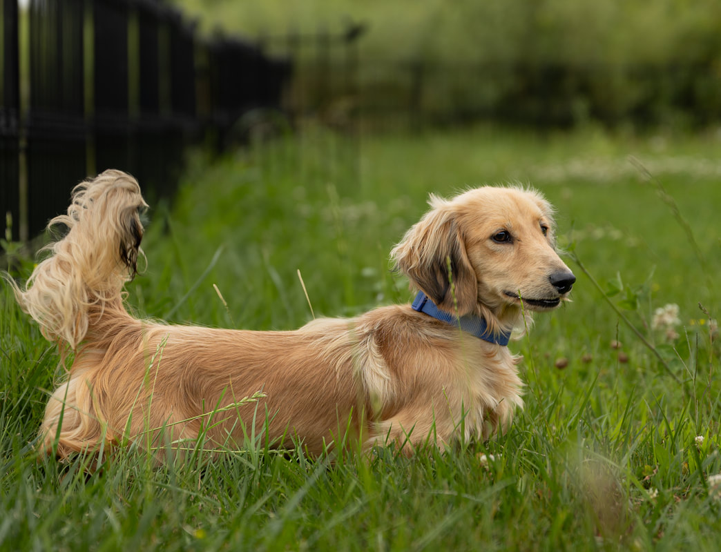 Golden long haired dachshund new arrivals
